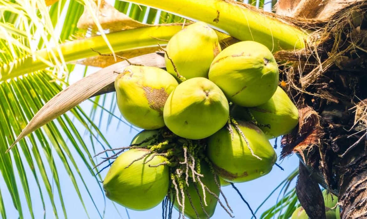 Kulaku Berbagi: Tips dan Trik Memanfaatkan VCO untuk Meningkatkan Nilai Produk