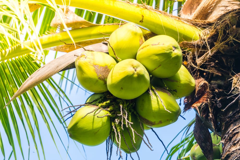 Kulaku Berbagi: Tips dan Trik Memanfaatkan VCO untuk Meningkatkan Nilai Produk